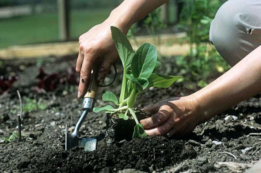 TOP TIPS FOR SOWING VEGTABLES
