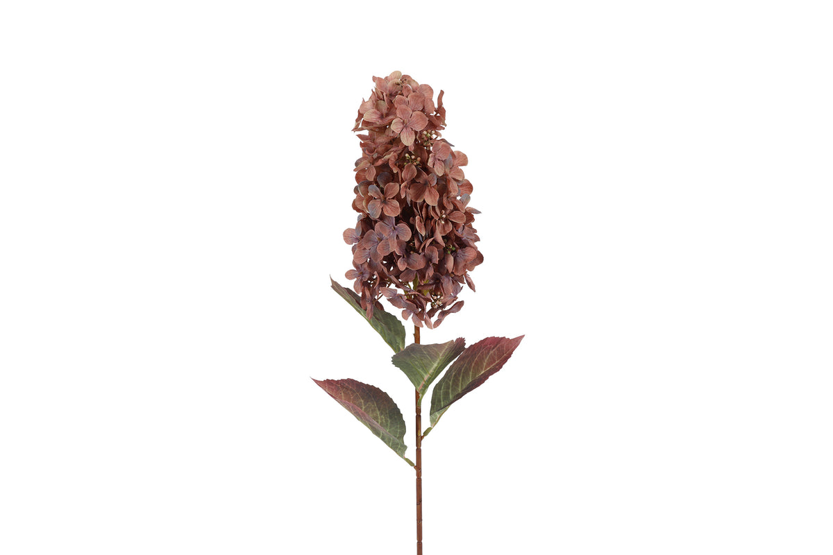 Hydrangea Paniculata Copper – O Meara's Garden Centre